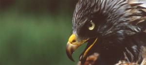 hintergrund5