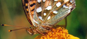 hintergrund7